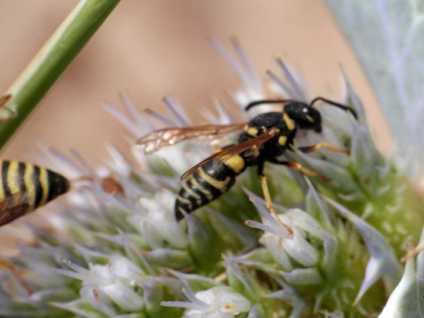Ancistrocerus piccolo? No. Euodynerus sp.